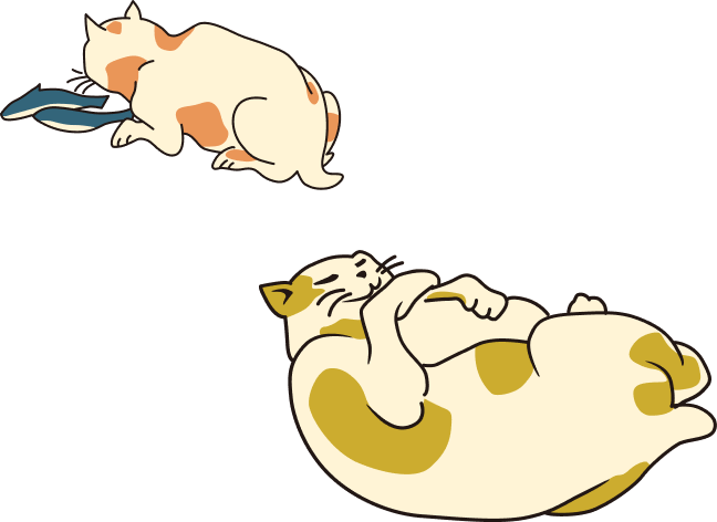 猫